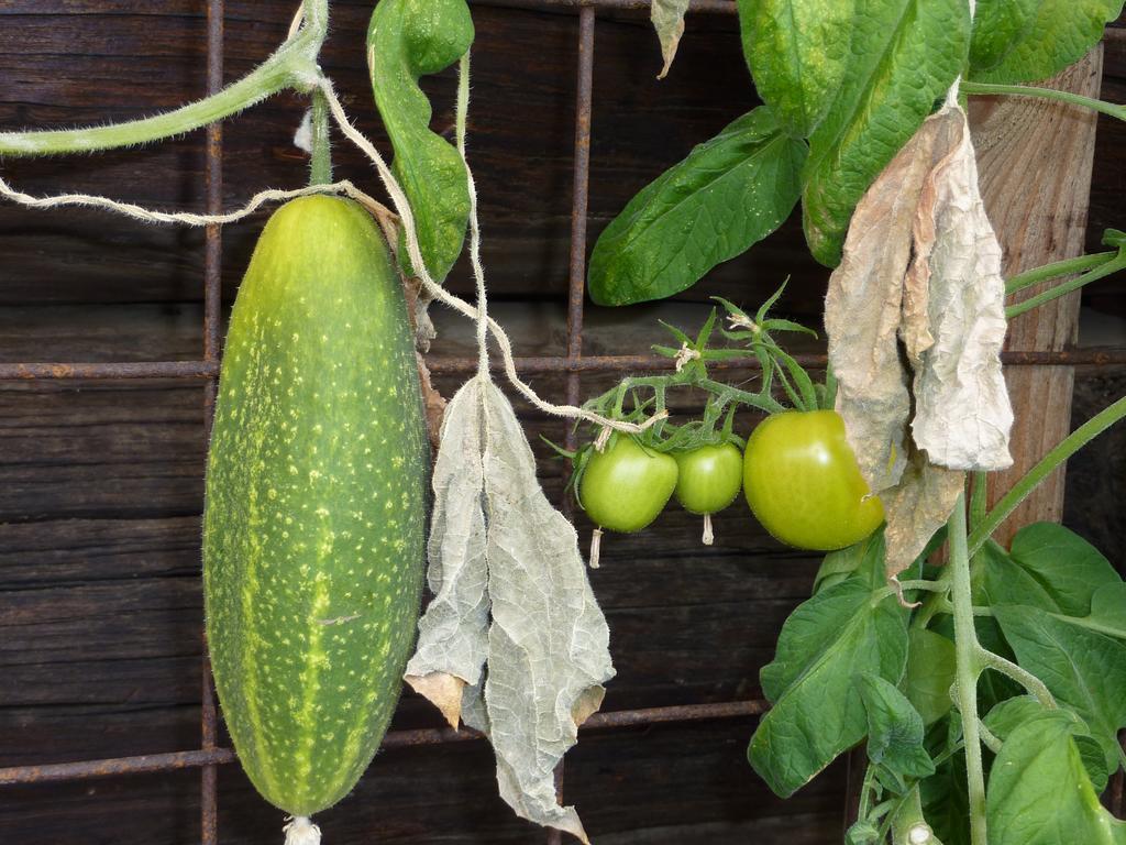 Bio-Bauernhof Rettenbachgut Werfen Extérieur photo
