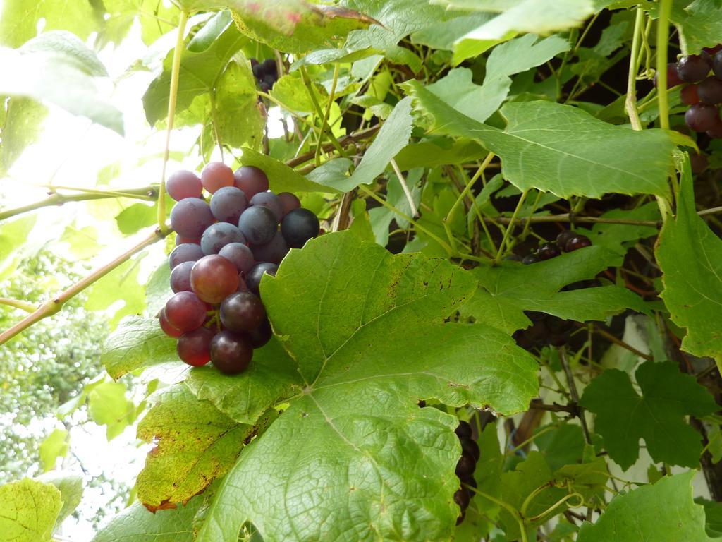 Bio-Bauernhof Rettenbachgut Werfen Extérieur photo